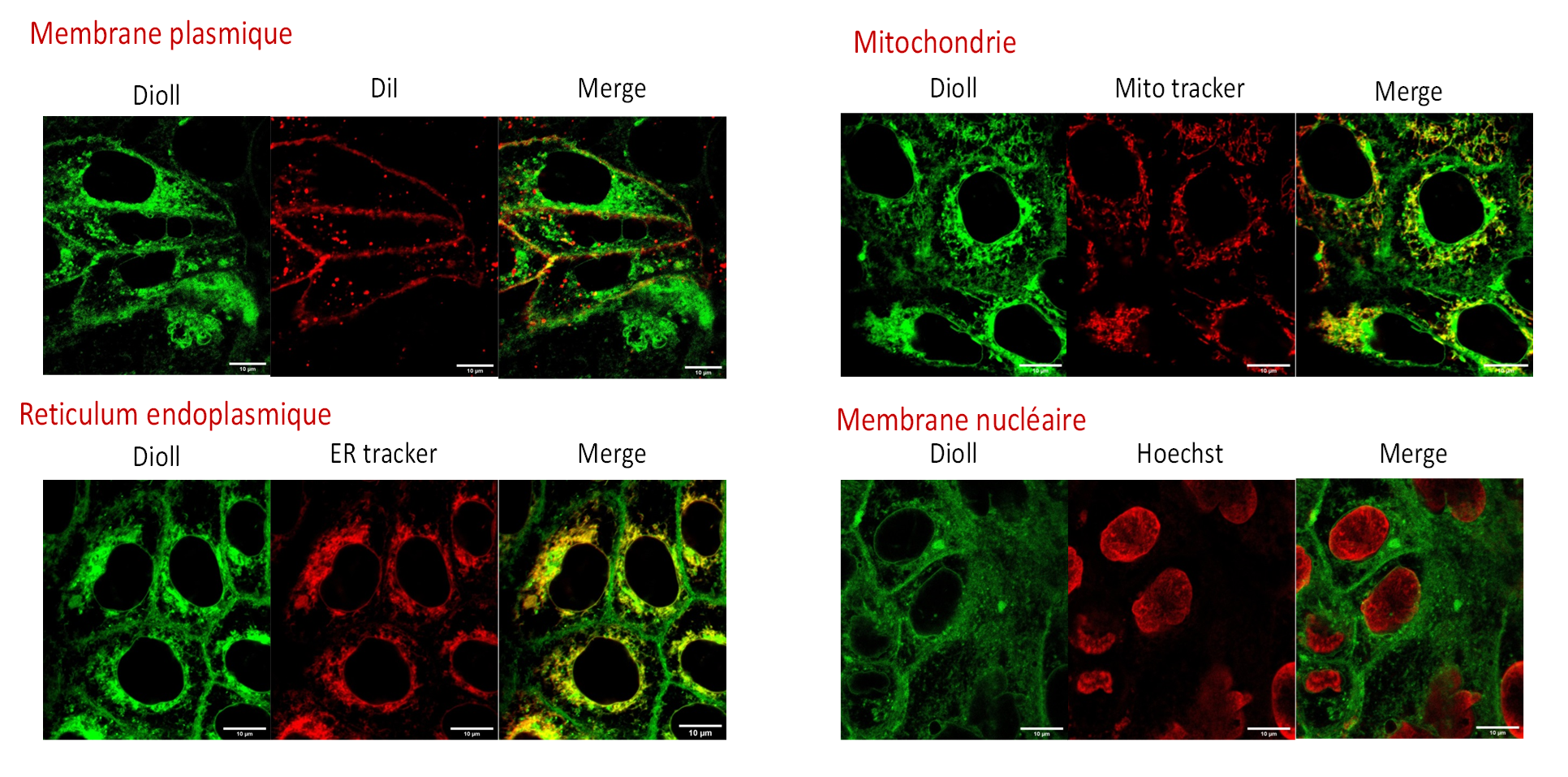 Fluorescence Mixte De Type Homogène Et Moucheté